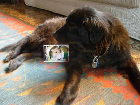 Extreme HamsterTrackin' with Angel by Cedar.