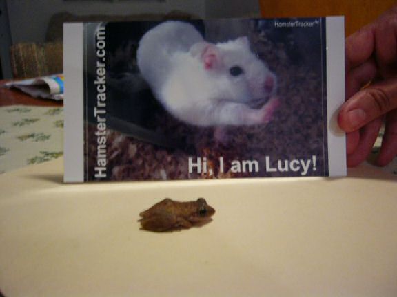 Extreme HamsterTrackin' from Puerto Rico by Jose and Yoly.