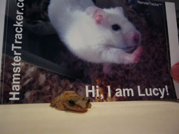 Extreme HamsterTrackin' from Puerto Rico by Jose and Yoly.