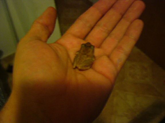 Extreme HamsterTrackin' from Puerto Rico by Jose and Yoly.