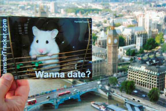 DIY Extreme HamsterTrackin' by Andrea, Dallas, Texas, USA!