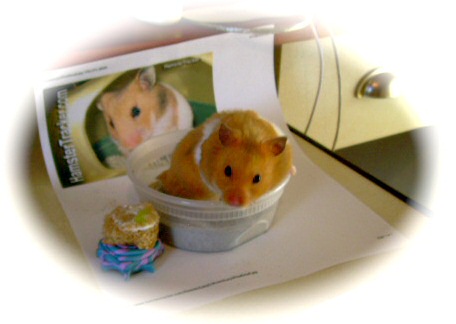 Dena's hamster Mittens, Xtreme HamsterTrackin' it on Mittens birthday.