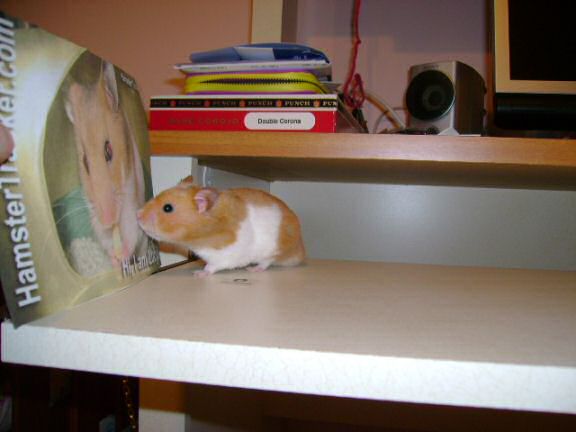 Extreme HamsterTrackin Dena's hamster Mittens !