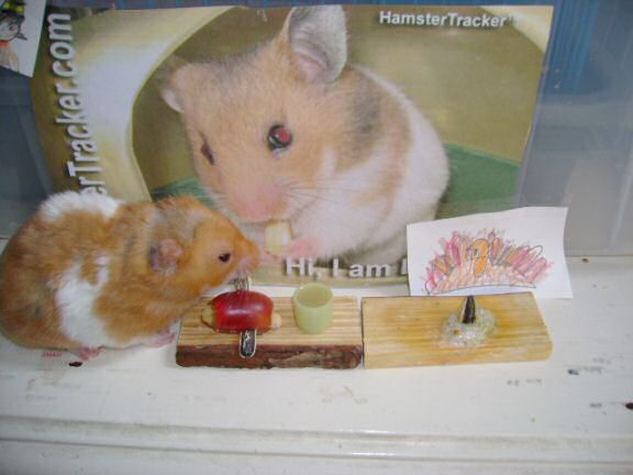 Extreme HamsterTrackin Dena's hamster Mittens !