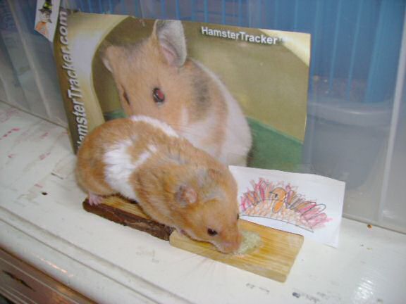 Extreme HamsterTrackin Dena's hamster Mittens !