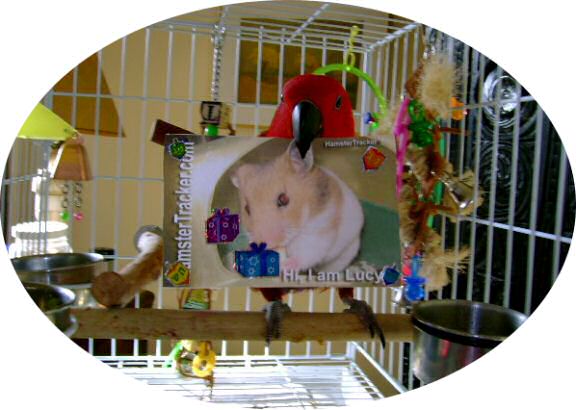 Dena's Happy Hanukkah (or X-mass) !