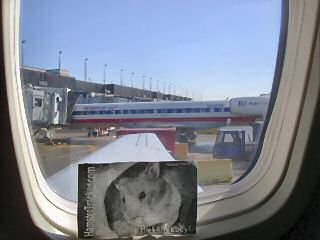 Extreme HamsterTrackin' Palm Springs, CA, U.S. of A. by Dena.