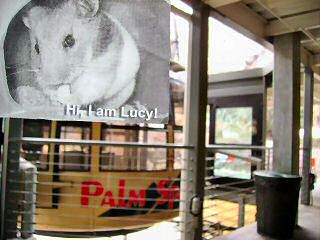 Extreme HamsterTrackin' Palm Springs, CA, U.S. of A. by Dena.