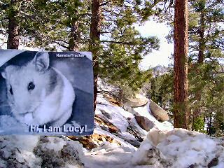 Extreme HamsterTrackin' Palm Springs, CA, U.S. of A. by Dena.