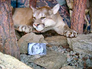 Extreme HamsterTrackin' Palm Springs, CA, U.S. of A. by Dena.