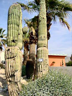 Extreme HamsterTrackin' Palm Springs, CA, U.S. of A. by Dena.