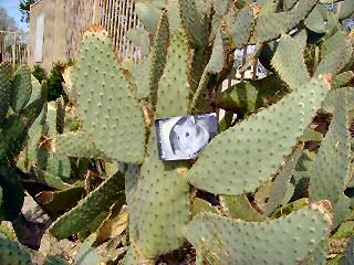 Extreme HamsterTrackin' Palm Springs, CA, U.S. of A. by Dena.
