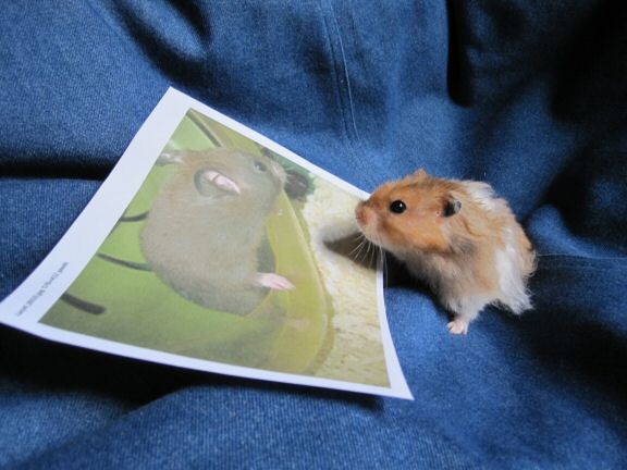 Extreme HamsterTrackin' by Dena & Mr. Whiskers.