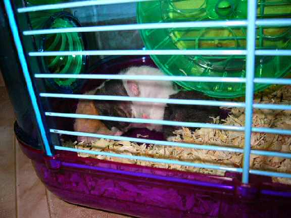 Jose and Yoly's hamsters, Piu and Kiry's - hamster babies.