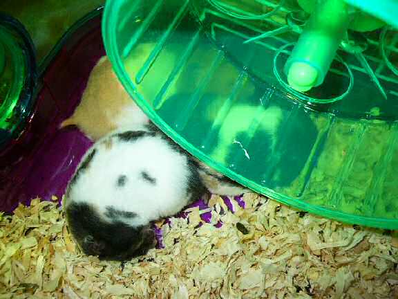 Jose and Yoly's hamsters, Piu and Kiry's - hamster babies.