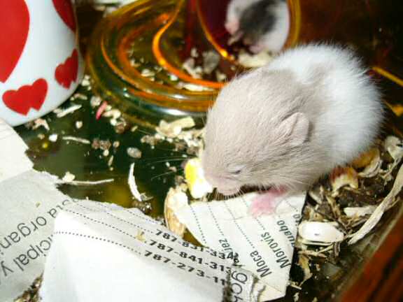 Lucy's God-child Nany begin' pregnant.