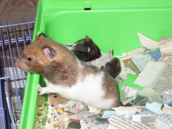 Jose and Yoly's hamsters, Piu and Kiry's - hamster babies.