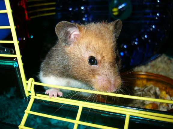 Jose and Yoly's hamsters, Piu and Kiry's - hamster babies.