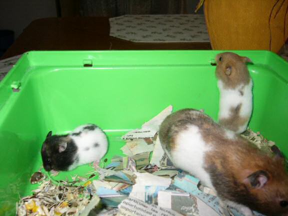 Jose and Yoly's hamsters, Piu and Kiry's - hamster babies.