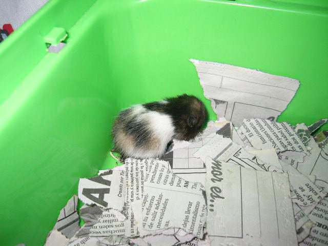 Jose and Yoly's hamsters, Piu and Kiry's - hamster babies.