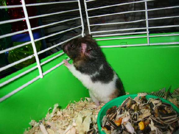 Jose and Yoly's hamsters, Piu and Kiry's - hamster babies.