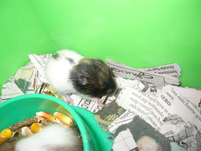 Jose and Yoly's hamsters, Piu and Kiry's - hamster babies.