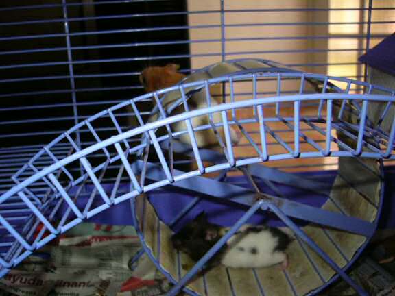 Jose and Yoly's hamsters, Piu and Kiry's - hamster babies.