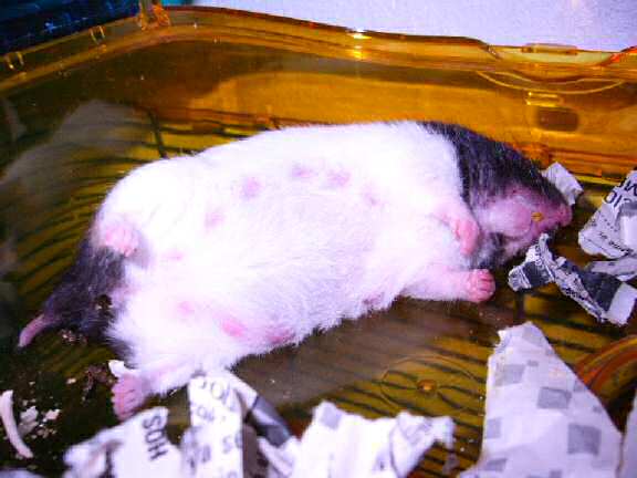 Lucy's God-child Nany begin' pregnant.