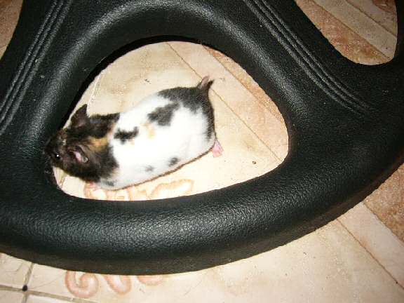 Jose and Yoly's hamsters, Piu and Kiry's - hamster babies.