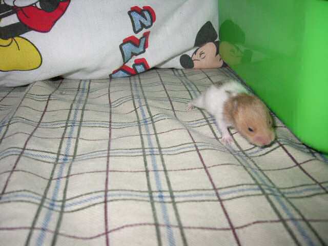 Jose and Yoly's hamsters, Piu and Kiry's - hamster babies.