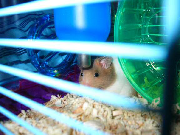 Jose and Yoly's hamsters, Piu and Kiry's - hamster babies.