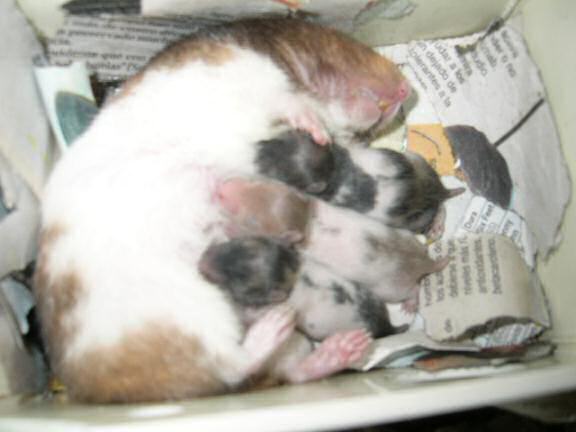 Jose and Yoly's hamsters: Kiry got hamster babies.