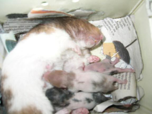 Jose and Yoly's hamsters: Kiry got hamster babies.