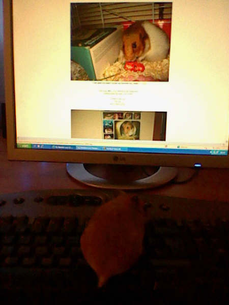 Extreme HamsterTrackin' with Nessie by Jenny !