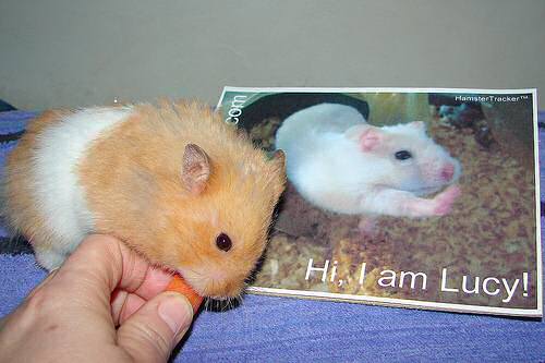 Extreme HamsterTrackin' by Jodi