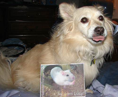 Extreme HamsterTrackin' by Jodi