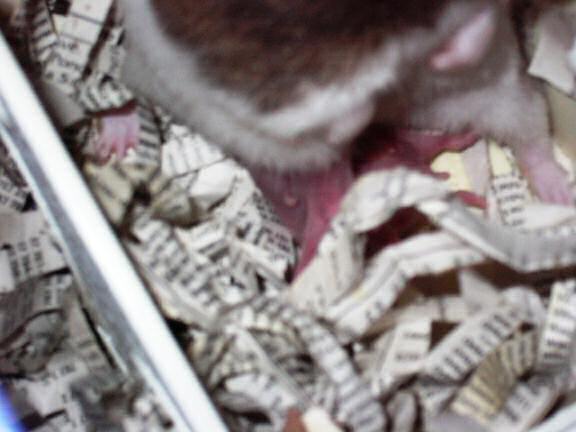 Jose and Yoly's hamsters: Piu and Kiry got hamster babies.