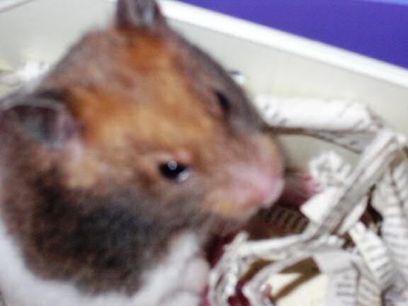 Jose and Yoly's hamsters: Piu and Kiry got hamster babies.