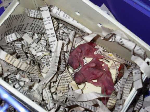 Jose and Yoly's hamsters: Piu and Kiry got hamster babies.