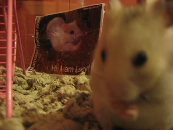 Extreme HamsterTrakin' by Katie