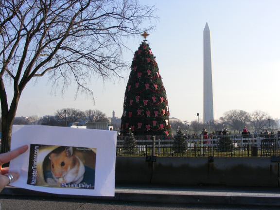 Extreme HamsterTrackin' Washington DC by Katie.