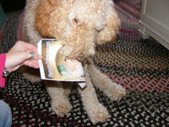 Extreme HamsterTrackin' by Katie in the USA.