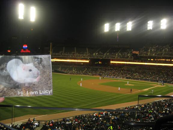 Lucy at a Detroit Tigers Game.