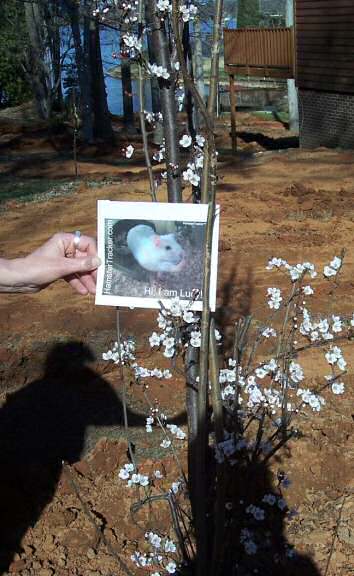 Extreme HamsterTrakin' by Kim