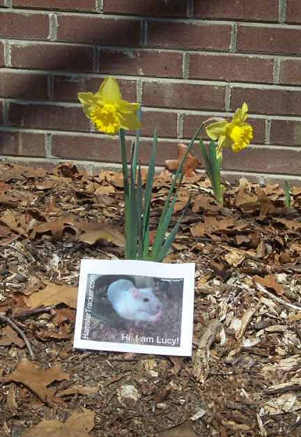 Extreme HamsterTrakin' by Kim