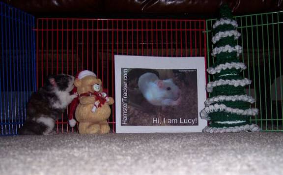 Extreme HamsterTrakin' by Kim's hamster Ambee