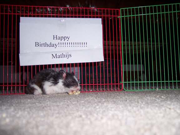 Extreme HamsterTrakin' by Kim