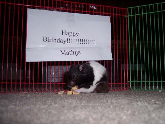 Extreme HamsterTrakin' by Kim