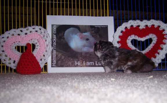 Extreme HamsterTrakin' by Kim