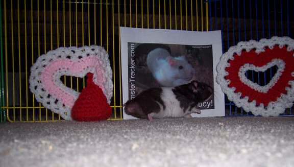 Extreme HamsterTrakin' by Kim